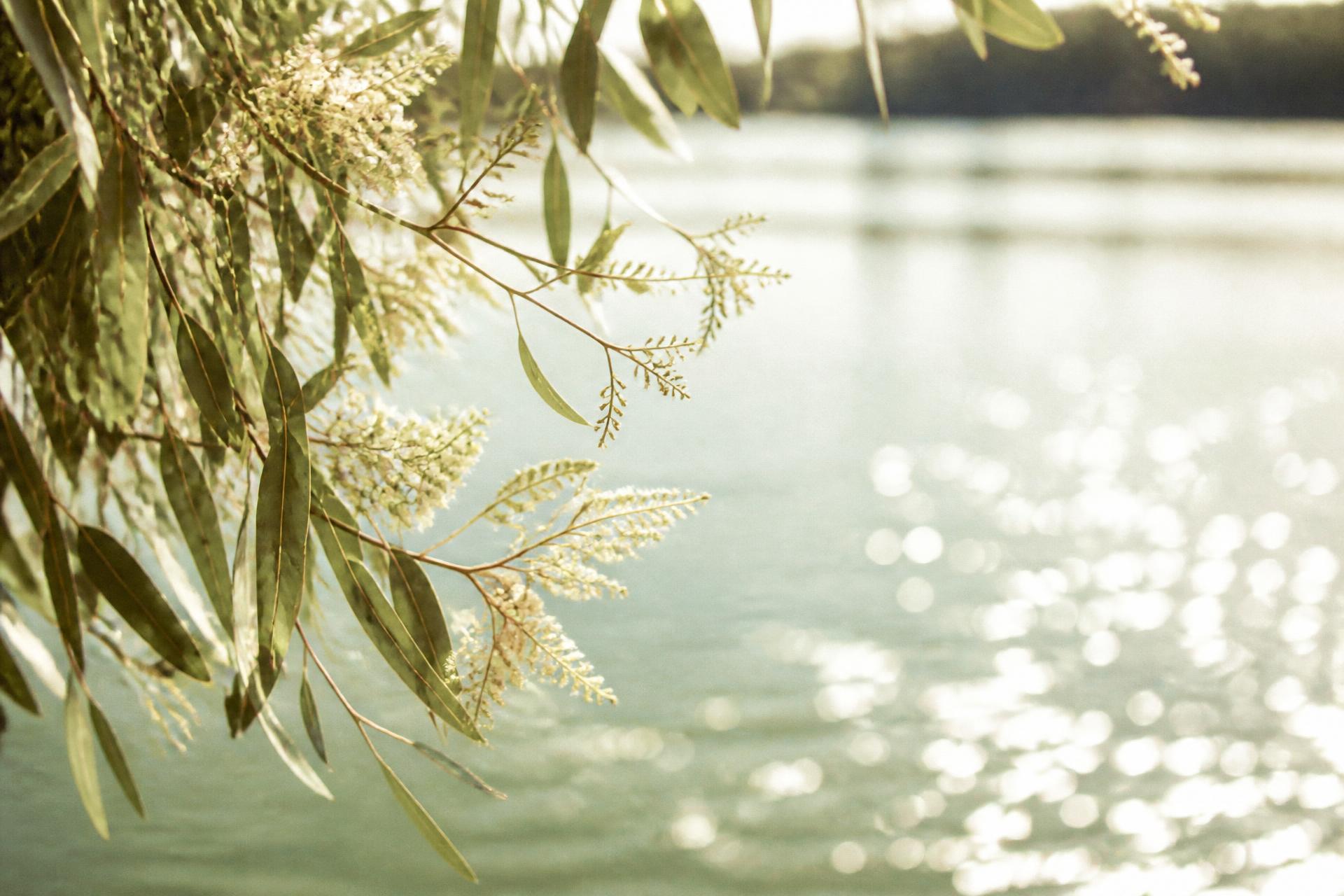 Eucalyptus branches and white blossoms above sunlit water